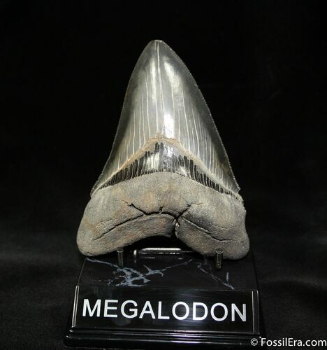 Killer Inch Megalodon Tooth #1037